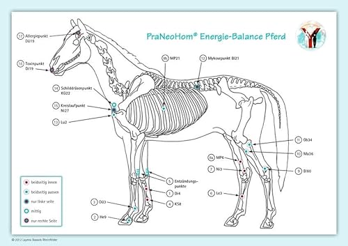 Akupunktur-Tafel Pferd: PraNeoHom® Energiebalance durch Heilen mit Zeichen: PraNeoHom® Energie-Balance Pferd von Michaels-Verlag / PraNeoHom Verlag