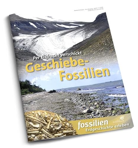 Geschiebe-Fossilien: Per Eisfracht verschickt von Quelle & Meyer