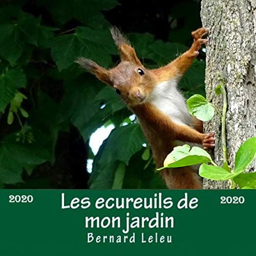 Les écureuils de mon jardin - 2020