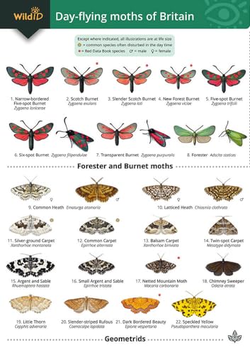 Guide to the Day-Flying Moths of Britain von Field Studies Council
