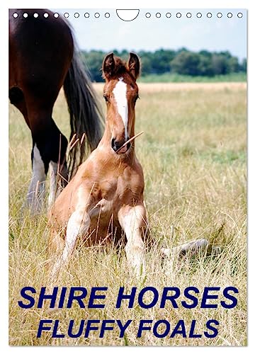 Shire Horses, Fluffy Foals (Wandkalender 2024 DIN A4 hoch), CALVENDO Monatskalender von CALVENDO