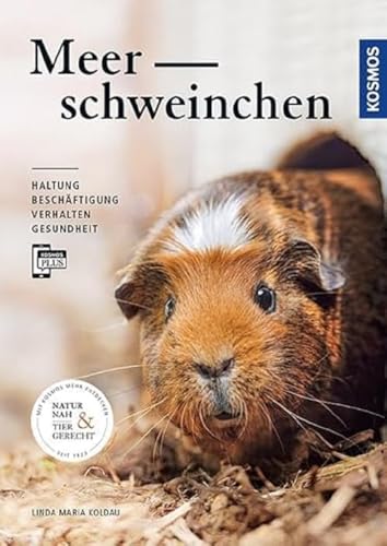 Meerschweinchen: Haltung, Beschäftigung, Verhalten und Gesundheit