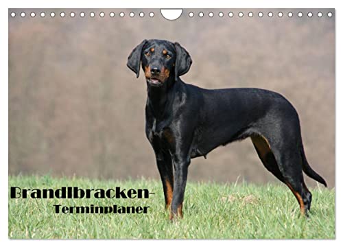 Der Brandlbracken-Terminplaner (Wandkalender 2025 DIN A4 quer), CALVENDO Monatskalender von CALVENDO