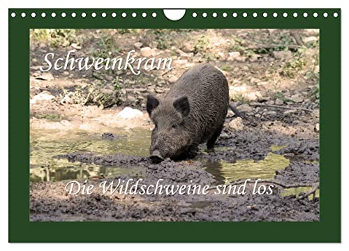Schweinkram - Die Wildschweine sind los (Wandkalender 2024 DIN A4 quer), CALVENDO Monatskalender von CALVENDO