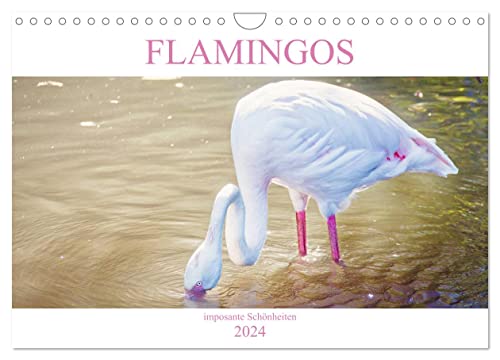 Flamingos - imposante Schönheiten (Wandkalender 2024 DIN A4 quer), CALVENDO Monatskalender von CALVENDO