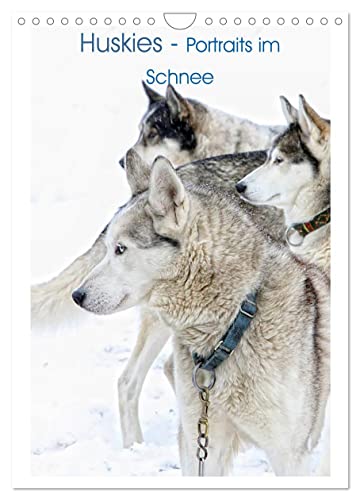 Huskies - Portraits im Schnee (Wandkalender 2024 DIN A4 hoch), CALVENDO Monatskalender von CALVENDO
