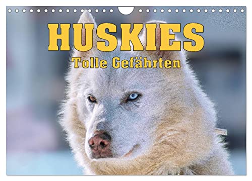 Huskies - Tolle Gefährten (Wandkalender 2024 DIN A4 quer), CALVENDO Monatskalender von CALVENDO