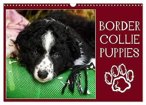 Border collie puppies (Calendrier mural 2025 DIN A3 vertical), CALVENDO calendrier mensuel: Photos adorables de chiots border collie