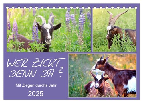 Wer zickt denn da? Mit Ziegen durchs Jahr (Tischkalender 2025 DIN A5 quer), CALVENDO Monatskalender von CALVENDO