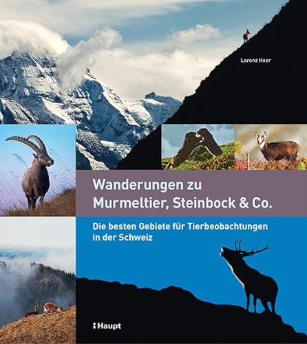 Wanderungen zu Murmeltier, Steinbock & Co.: Die besten Gebiete für Tierbeobachtungen in der Schweiz von Haupt