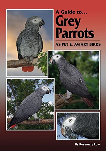 A Guide to Grey Parrots As Pet and Aviary Birds