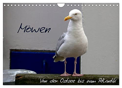 Möwen - Von der Ostsee bis zum Atlantik (Wandkalender 2025 DIN A4 quer), CALVENDO Monatskalender von CALVENDO