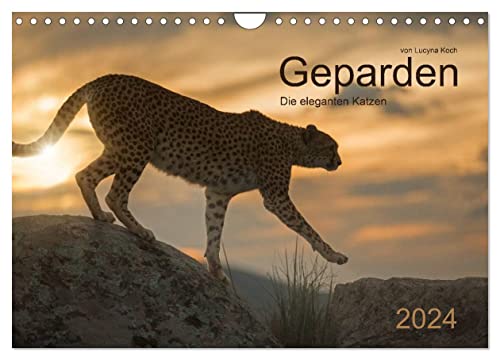 Geparden. Die eleganten Katzen. (Wandkalender 2024 DIN A4 quer), CALVENDO Monatskalender von CALVENDO