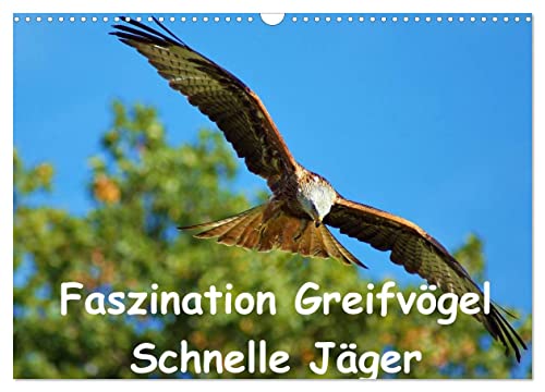 Faszination Greifvögel Schnelle Jäger (Wandkalender 2024 DIN A3 quer), CALVENDO Monatskalender