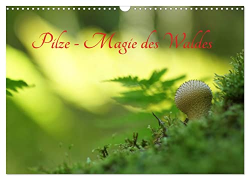 Pilze - Magie des Waldes (Wandkalender 2024 DIN A3 quer), CALVENDO Monatskalender von CALVENDO