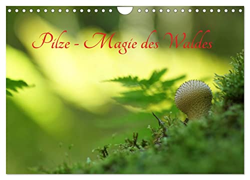 Pilze - Magie des Waldes (Wandkalender 2024 DIN A4 quer), CALVENDO Monatskalender von CALVENDO