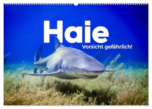 Haie - Vorsicht gefährlich! (Wandkalender 2025 DIN A2 quer), CALVENDO Monatskalender