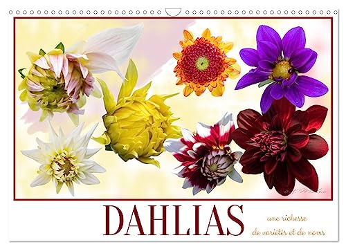 DAHLIAS une richesse de variétés et de noms (Calendrier mural 2025 DIN A3 vertical), CALVENDO calendrier mensuel: Le Dahlia, tubercule mexicain, est une plante d¿ornement qu¿il ne faut pas oublier.