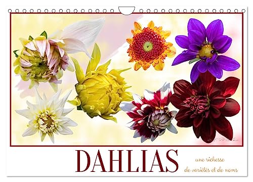 DAHLIAS une richesse de variétés et de noms (Calendrier mural 2025 DIN A4 vertical), CALVENDO calendrier mensuel: Le Dahlia, tubercule mexicain, est une plante d¿ornement qu¿il ne faut pas oublier. von Calvendo