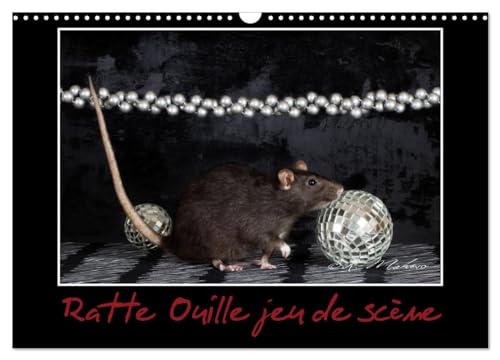 Ratte Ouille jeu de scène (Calendrier mural 2025 DIN A3 vertical), CALVENDO calendrier mensuel: Petite ratte en spectacle. von Calvendo