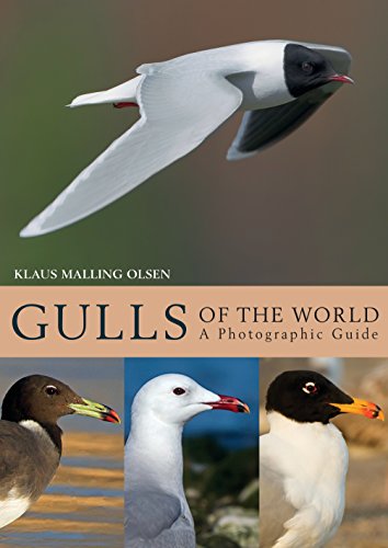 Gulls of the World: A Photographic Guide von Bloomsbury