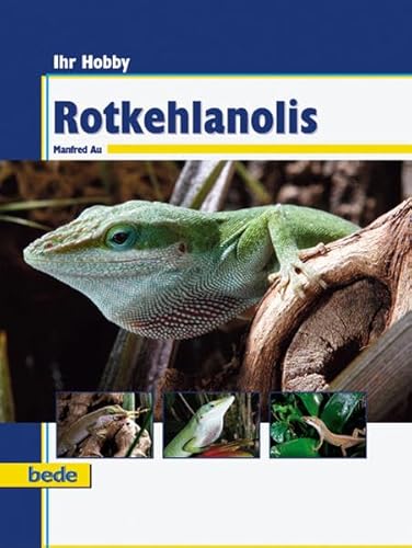 Rotkehlanolis