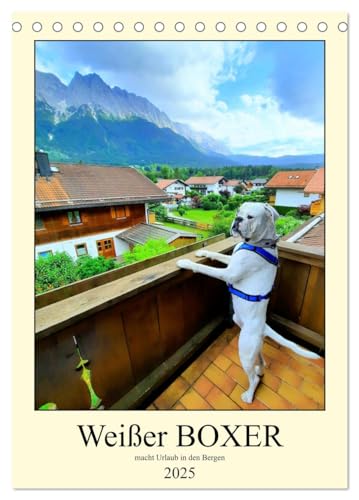 Weißer BOXER im Urlaub (Tischkalender 2025 DIN A5 hoch), CALVENDO Monatskalender von CALVENDO