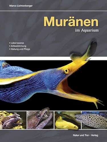 Muränen im Aquarium: Lebensweise, Artbestimmung, Haltung und Pflege