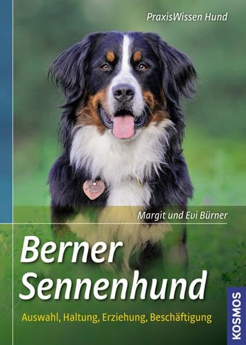 Berner Sennenhund: Auswahl, Haltung, Erziehung, Beschäftigung