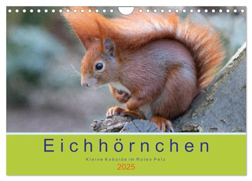 Eichhörnchen - Kleine Kobolde im Roten Pelz (Wandkalender 2025 DIN A4 quer), CALVENDO Monatskalender von CALVENDO