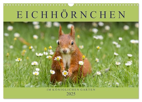 Eichhörnchen im Königlichen Garten (Wandkalender 2025 DIN A3 quer), CALVENDO Monatskalender von CALVENDO