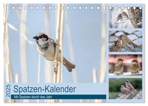 Spatzen-Kalender (Tischkalender 2025 DIN A5 quer), CALVENDO Monatskalender von CALVENDO