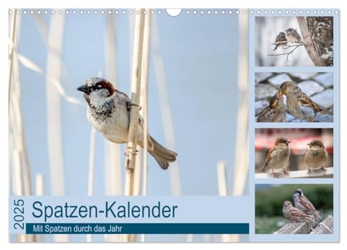 Spatzen-Kalender (Wandkalender 2025 DIN A3 quer), CALVENDO Monatskalender