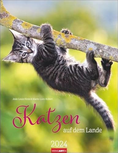 Katzen auf dem Lande Kalender 2024. Süße Kätzchen in ländlicher Idylle: Ein Foto-Kalender zum Dahinschmelzen. Planer mit Platz zum Eintragen. Hochformat 30x39 cm von Weingarten