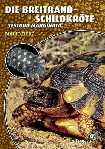 Die Breitrandschildkröte: Testudo marginata (Art für Art: Terraristik)