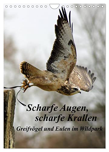 Scharfe Krallen, scharfe Augen, Greifvögel und Eulen im Wildpark (Wandkalender 2024 DIN A4 hoch), CALVENDO Monatskalender von CALVENDO