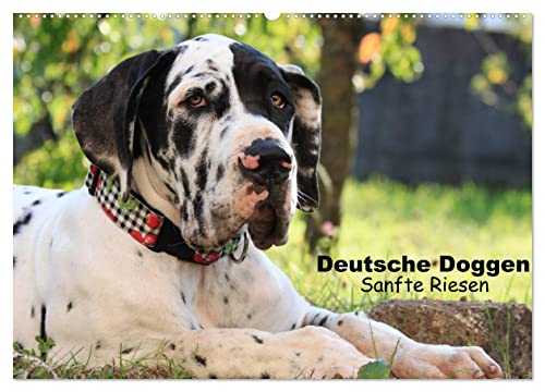 Deutsche Doggen - Sanfte Riesen (Wandkalender 2024 DIN A2 quer), CALVENDO Monatskalender