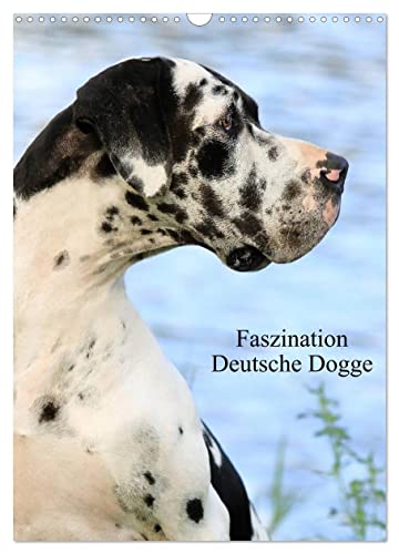 Faszination Deutsche Dogge (Wandkalender 2024 DIN A3 hoch), CALVENDO Monatskalender