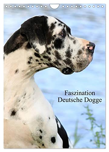 Faszination Deutsche Dogge (Wandkalender 2024 DIN A4 hoch), CALVENDO Monatskalender von CALVENDO