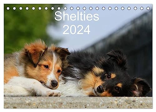 Shelties 2024 (Tischkalender 2024 DIN A5 quer), CALVENDO Monatskalender