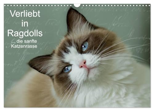 Verliebt in Ragdolls ... die sanfte Katzenrasse (Wandkalender 2024 DIN A3 quer), CALVENDO Monatskalender: Die Ragdoll ist eine sanfte Halblanghaarkatze von CALVENDO