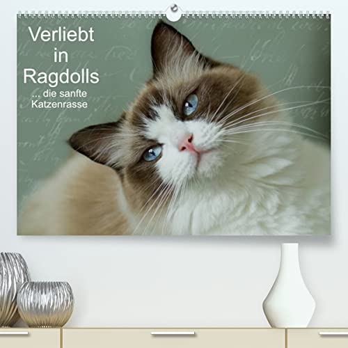 Verliebt in Ragdolls ... die sanfte Katzenrasse (hochwertiger Premium Wandkalender 2024 DIN A2 quer), Kunstdruck in Hochglanz