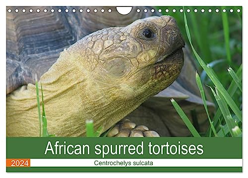 African spurred tortoises (Wandkalender 2024 DIN A4 quer), CALVENDO Monatskalender von CALVENDO