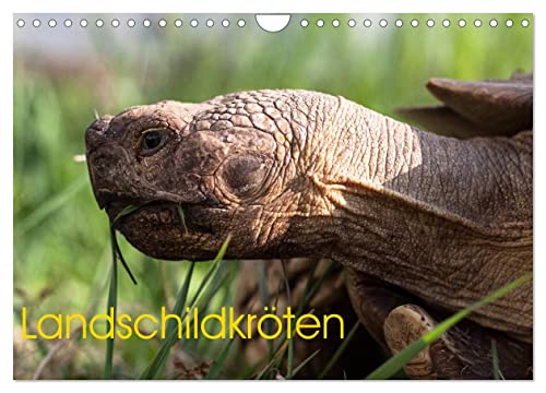 Landschildkröten (Wandkalender 2024 DIN A4 quer), CALVENDO Monatskalender