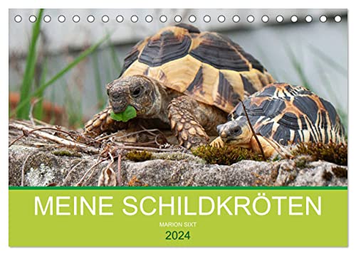 Meine Schildkröten (Tischkalender 2024 DIN A5 quer), CALVENDO Monatskalender von CALVENDO
