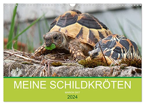 Meine Schildkröten (Wandkalender 2024 DIN A3 quer), CALVENDO Monatskalender