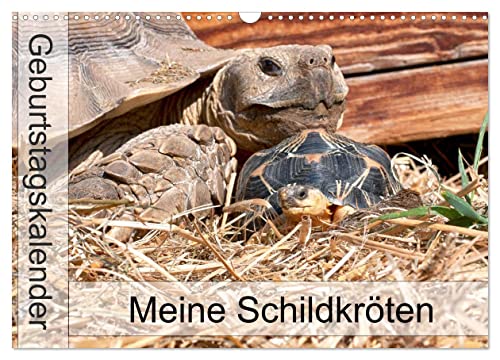 Meine Schildkröten - Geburtstagskalender (Wandkalender 2024 DIN A3 quer), CALVENDO Monatskalender