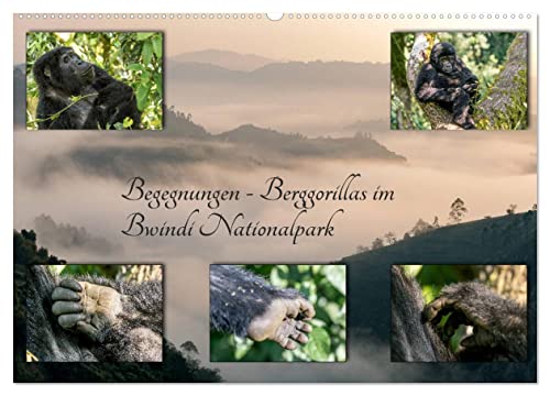 Begegnungen - Berggorillas im Bwindi Nationalpark (Wandkalender 2024 DIN A2 quer), CALVENDO Monatskalender