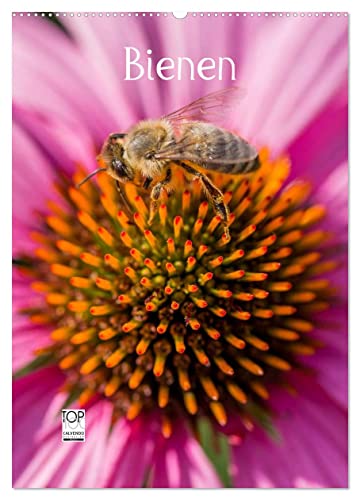Bienenkalender (Wandkalender 2025 DIN A2 hoch), CALVENDO Monatskalender von CALVENDO