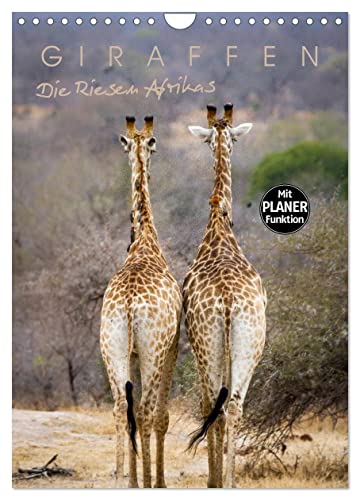 Giraffen - Die Riesen Afrikas (Wandkalender 2024 DIN A4 hoch), CALVENDO Monatskalender